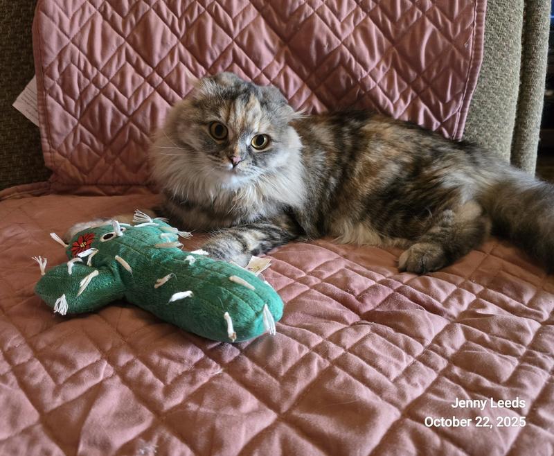 Wednesday & 'Cactus Man' 🌵