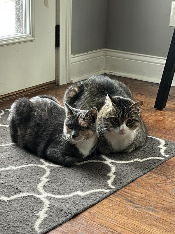 Gigi and Bartholomew-besties!