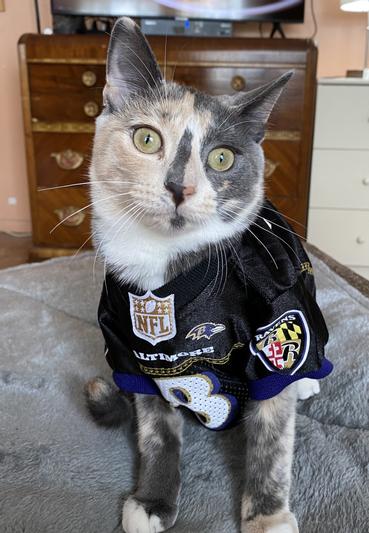 Cat store nfl jerseys