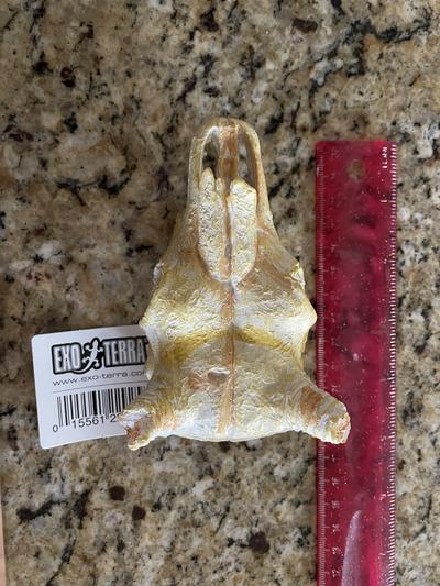 This is it next to a ruler My camera does not do the bright yellow justice