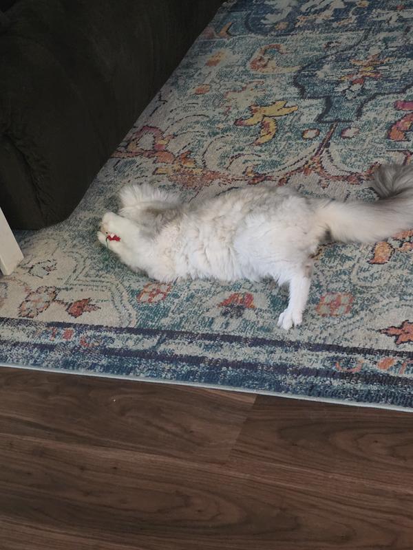 It is hard to get a good picture of the little mouse when my cat wouldn't let it go 😆