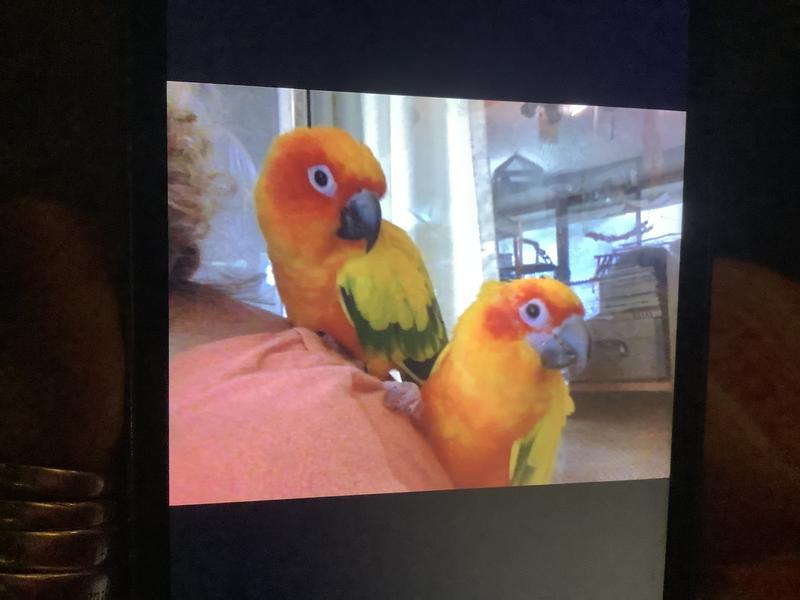 These are two of our Sun Conures. Sebastian and beat you Bisoux