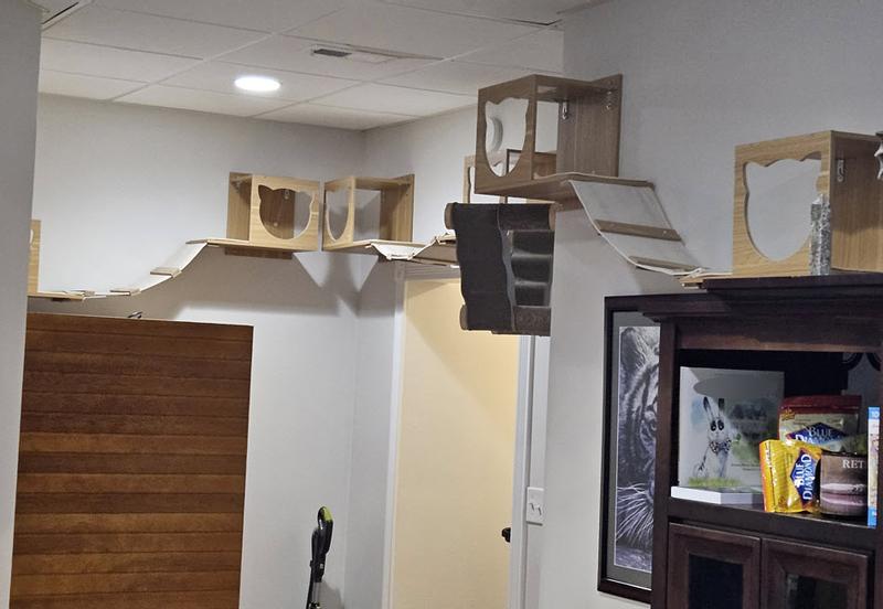 Three plus a  FurHaven Ascentials Wave Cat Wall Shelf