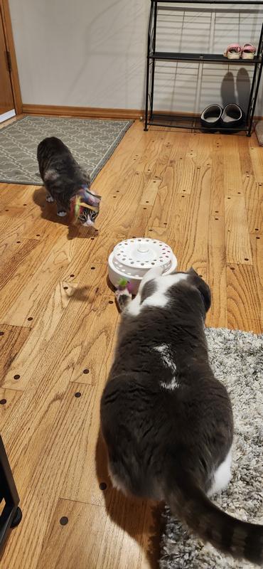 Both cats entertained