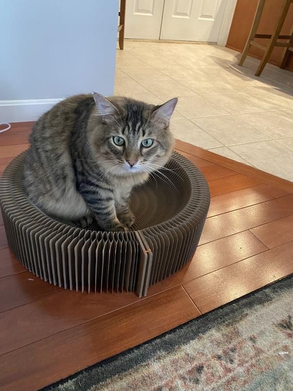 Handsome cat having a blast