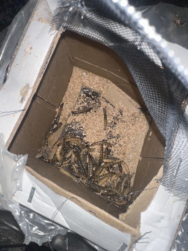 DEAD DEAD DEAD!!!! And the box was absolutely obliterated and was shipped in a totally different box!!! I'm so upset words cannot describe!!!!