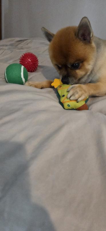 Jax having fun with his new Christmas tree plush toy.