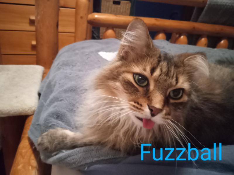 Fuzzball my senior cat 15 yrs old