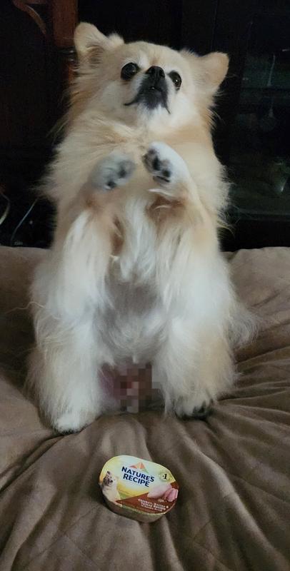 Fenrir gives 2 paws up