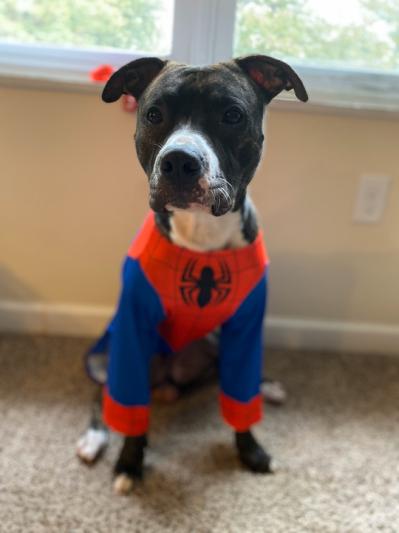 Discontinued - RUBIE'S COSTUME COMPANY Spider Man Dog & Cat Costume, X ...