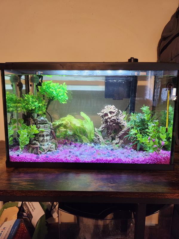 All the tank decorations I got look amazing in my tank!!!