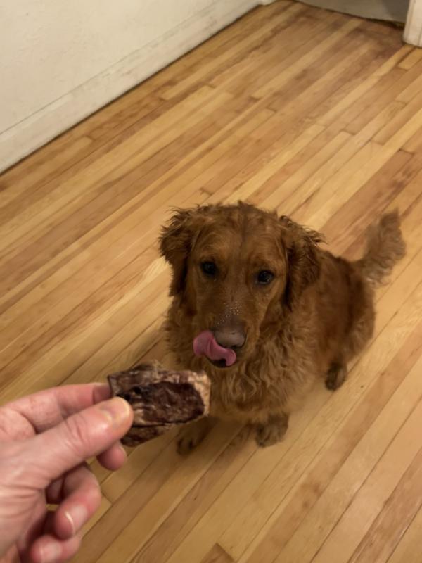 Sitting nicely for my master.