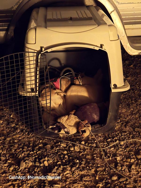 ...this is the pup I bought it for though!!