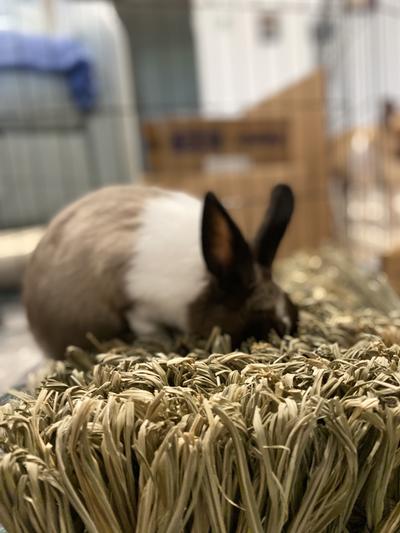 Hiccup hunting for his treat!