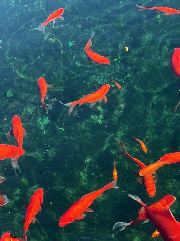 They eat it quickly!