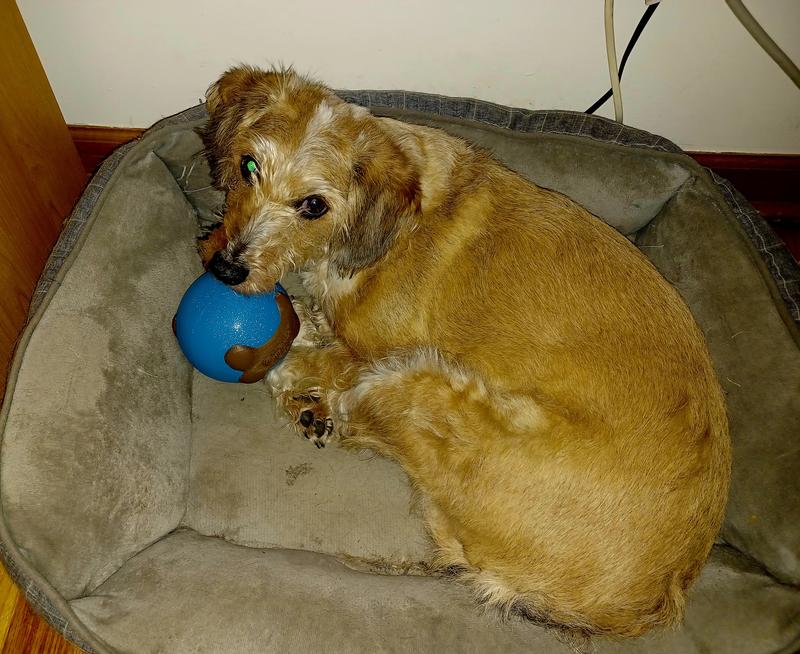Sadie with the GURU Busy Ball