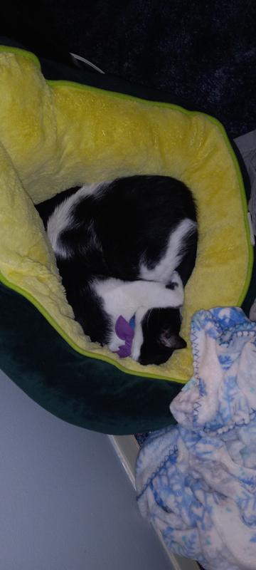 Curled up in his avocado lol