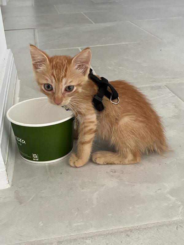 Simba eating his Baby Blue food