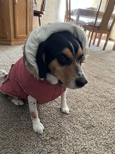 Zoey with hood