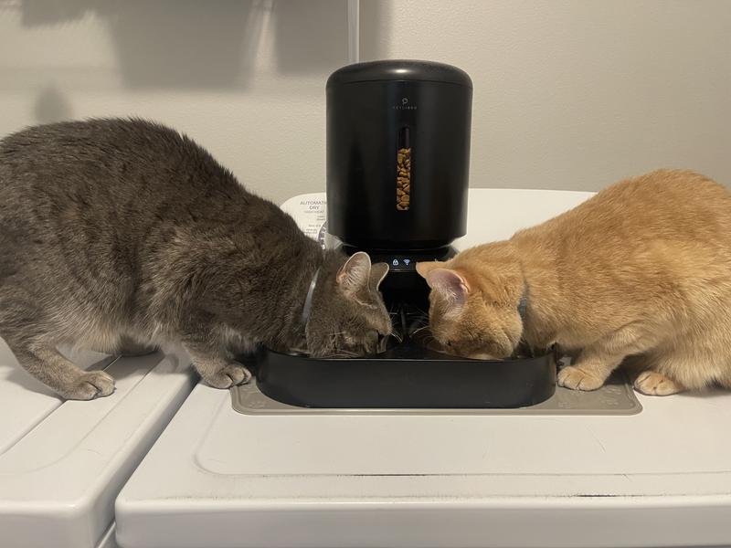 Two cat 2024 automatic feeder