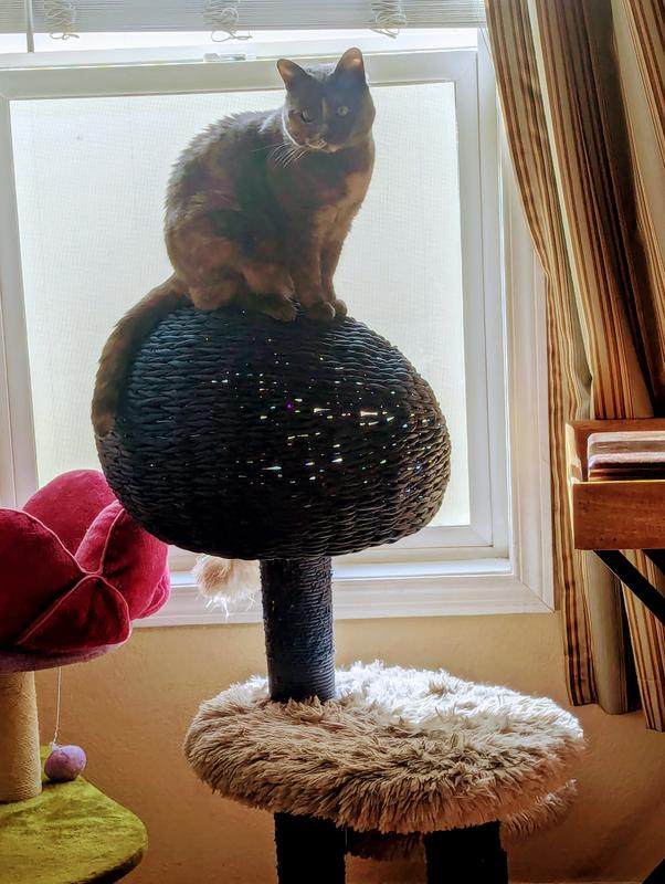 Sierra, Queen of the basket!