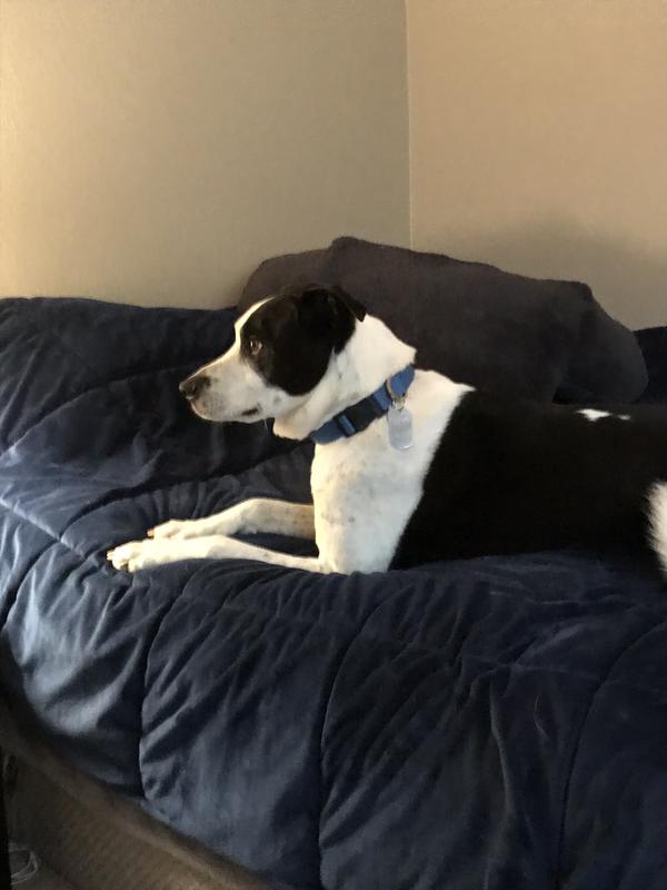 NATURA PETZ ORGANICS Lumps & Bumps Capsules Dog Supplement, 90 count