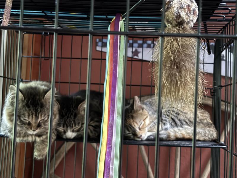 The three of them are happily sleeping g together on a shelf!