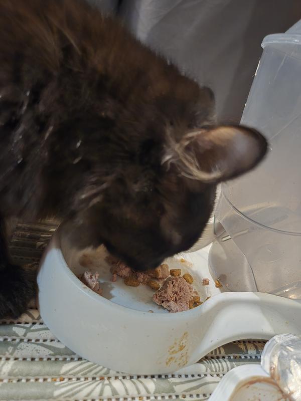 Enjoying new kibble from start to finish