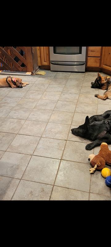 Power puppy nap after eating ❤️