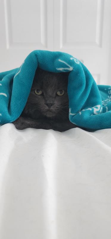 Remi is the sweetest cat to have. She put herself underneath the covers like this .