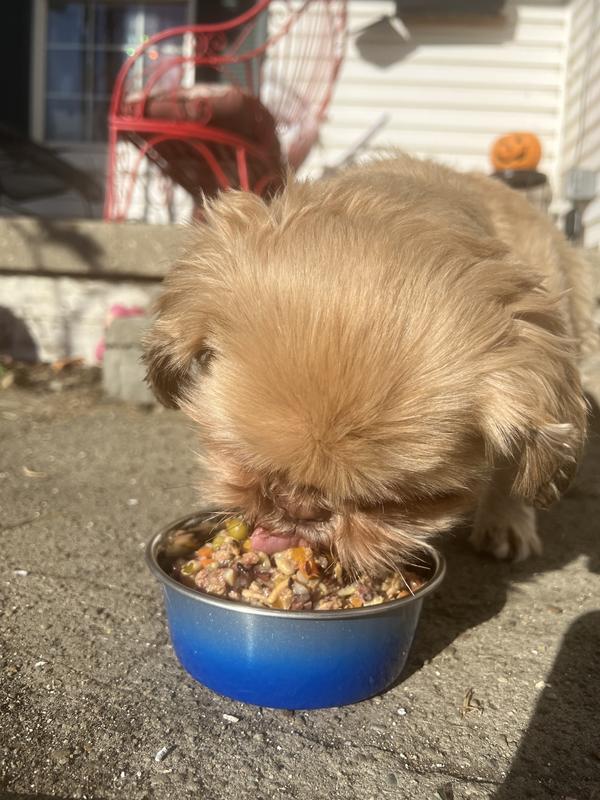 Small dog eats Weruva Awesome Bouncy Joint Health canned wet food from a blue bowl.