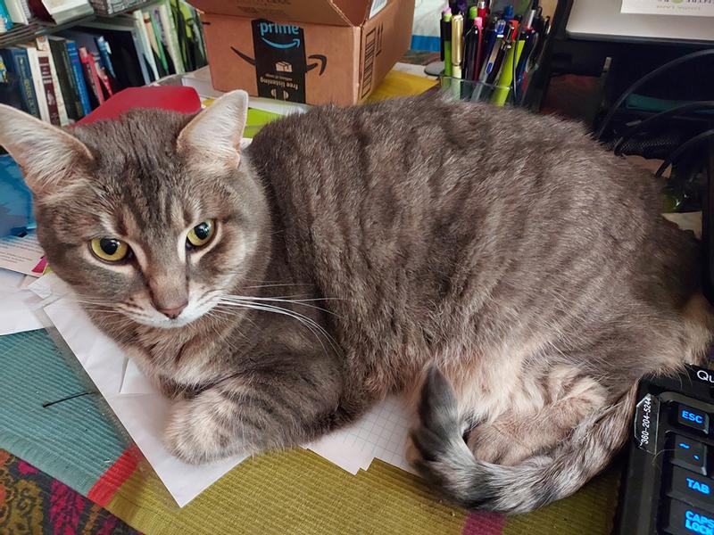 Phoebe the cat, 8 years old