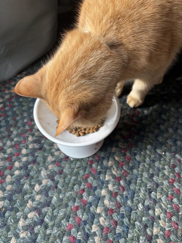 Evolve cat food. Small pellets for cats to eat. My cat loves it.