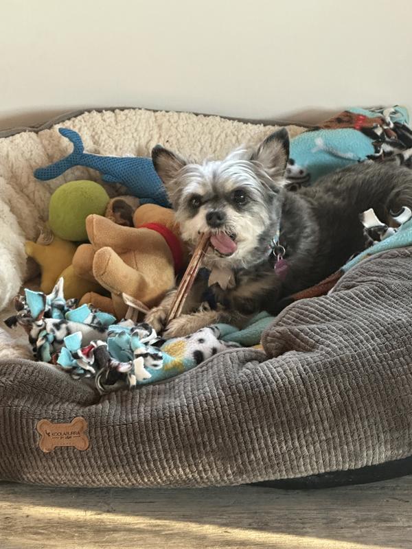 Ginger in her happy place with a bully stick almost as big as she is!