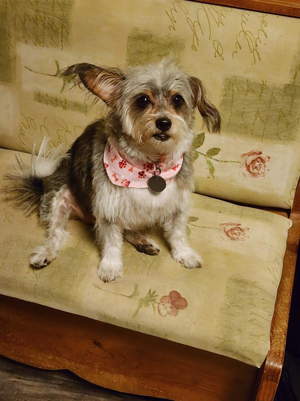 Kallie is a happy dog now without any scooting