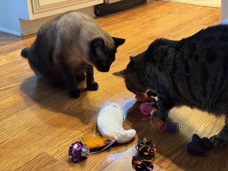More play with Taz & Mocha