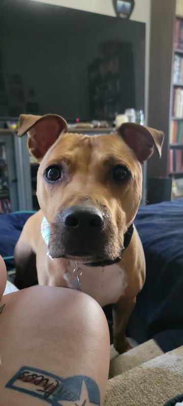 Amos loves his Lamb and Apple treats!