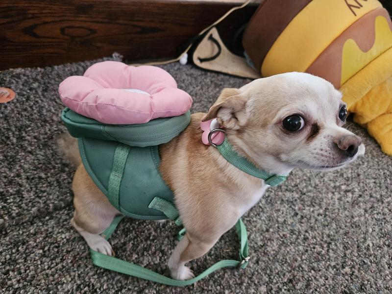 This shows the harness with the backpack attached and then with the backpack off.  Also he is wearing the adorable little collar.