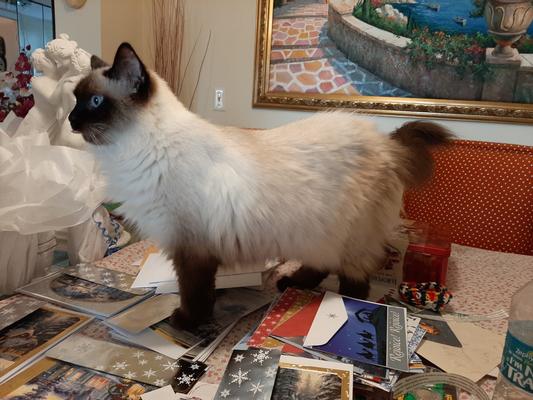 Lily helping me with 2020 Christmas cards!