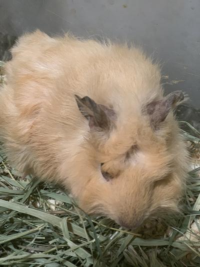 MY BABY PLAY BOY BUNNY