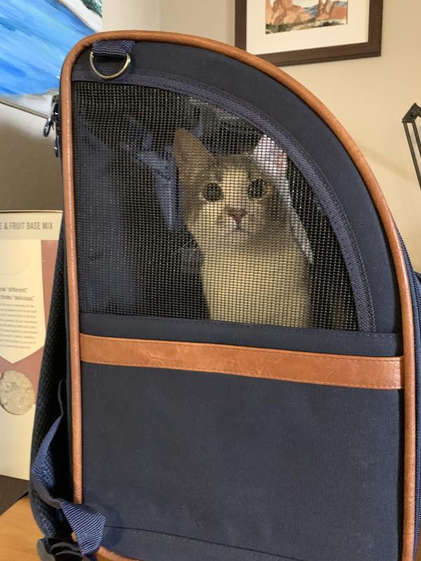 Cat staring out mesh side of backpack