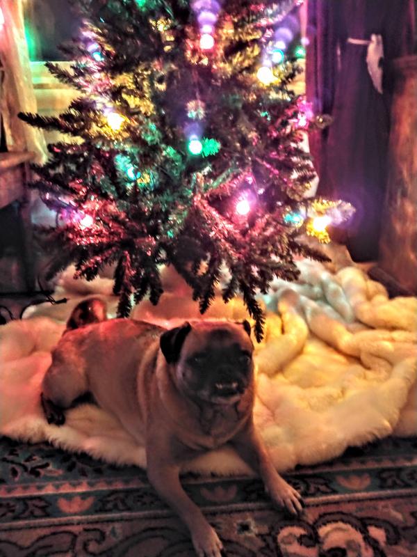 Lucy waiting under tree