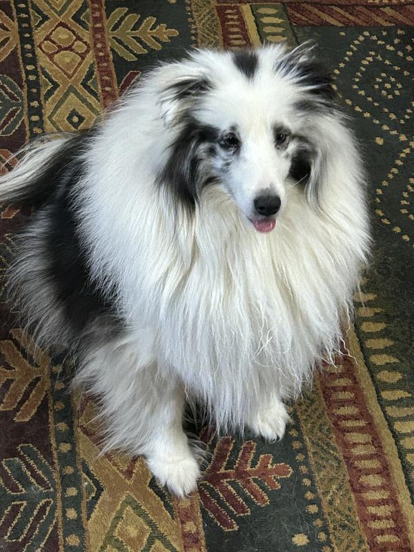 Panda 2 1/2 yrs