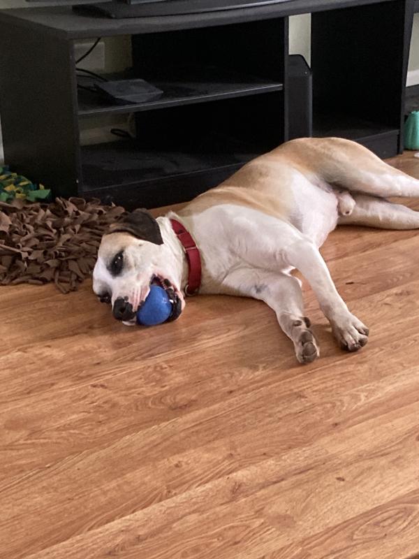 Marvin napping with the Large Kong Squeezz ball