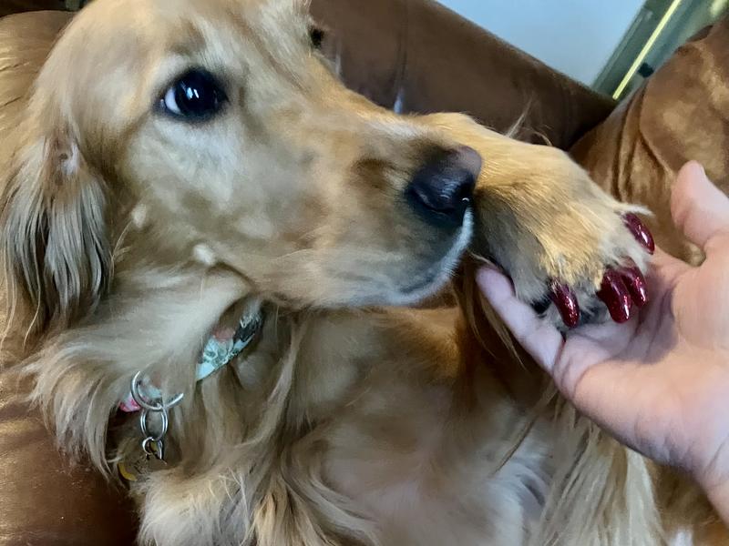 PURRDY PAWS Soft Dog Nail Caps, 20 count, XLarge, Clear