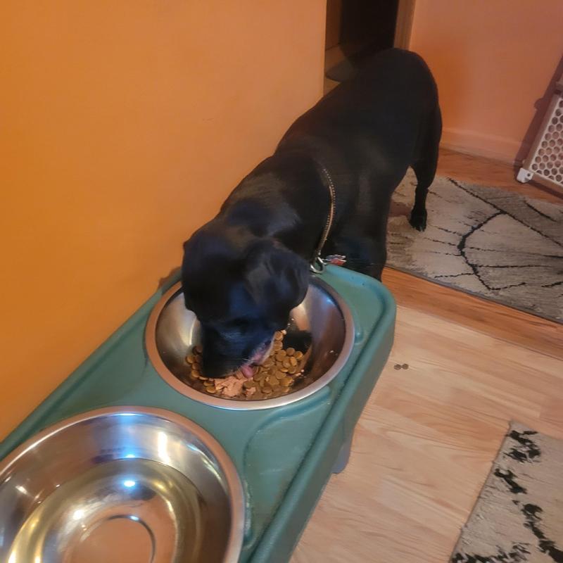 My dog enjoying Tender Loaf in Gravy dog food