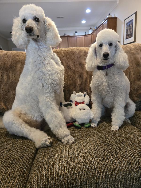 Posing with their Yeti family.