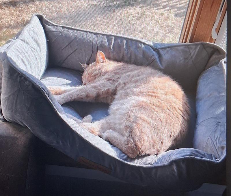 Tabby Dreams