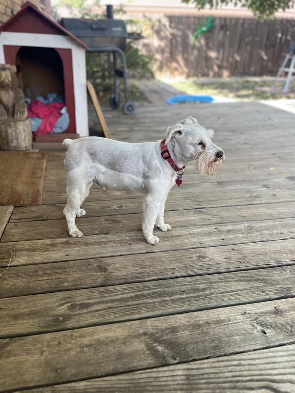 Gus is a healthy 13 year old