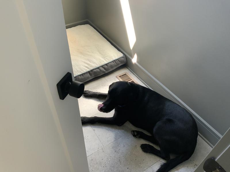 This is Bandit. It’s still day time but he’ll get tucked in his bed at night!